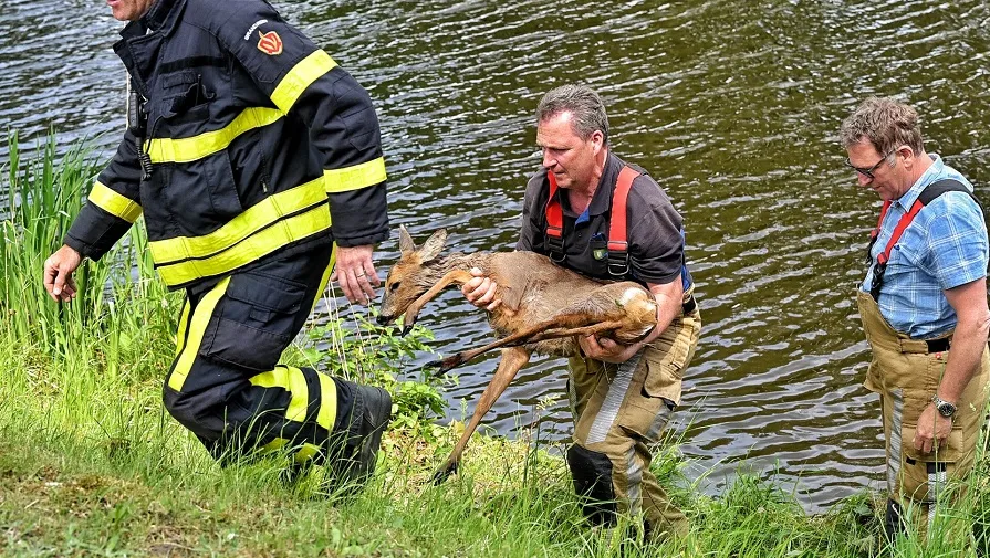 ree in kanaal