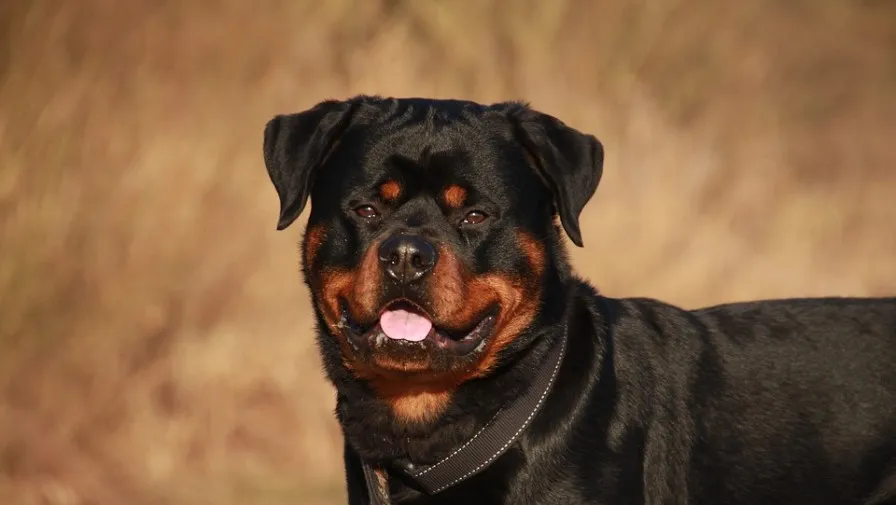 rottweiler 2007652 960 720