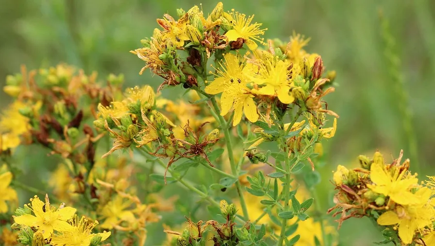 st johns wort 3491592 1920
