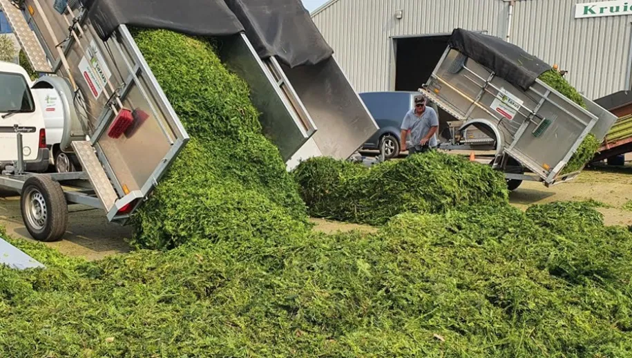 taxus1 915x518 1