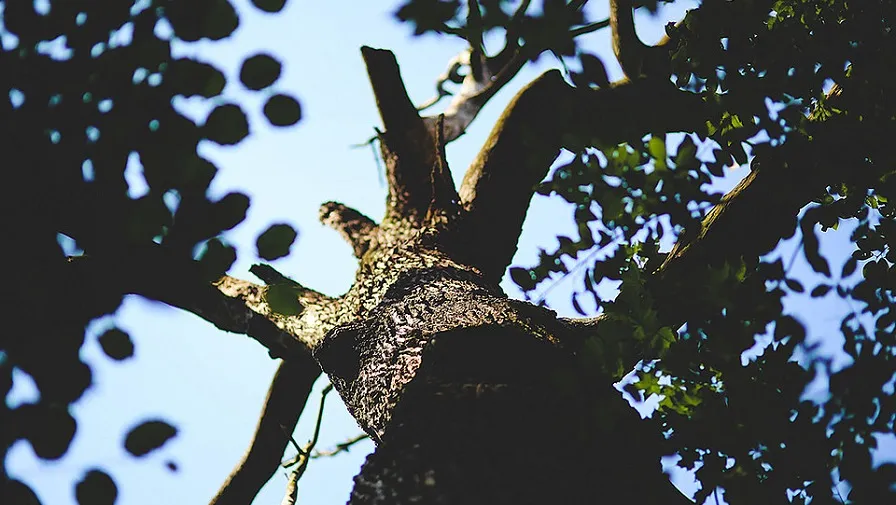 zieke boom 4c8a001002
