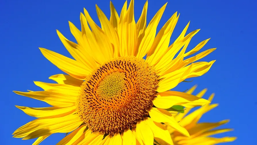 zonnebloem