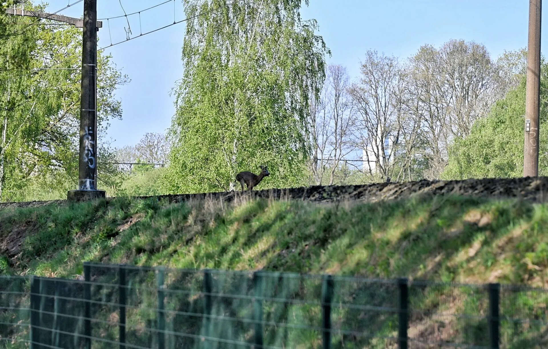 25