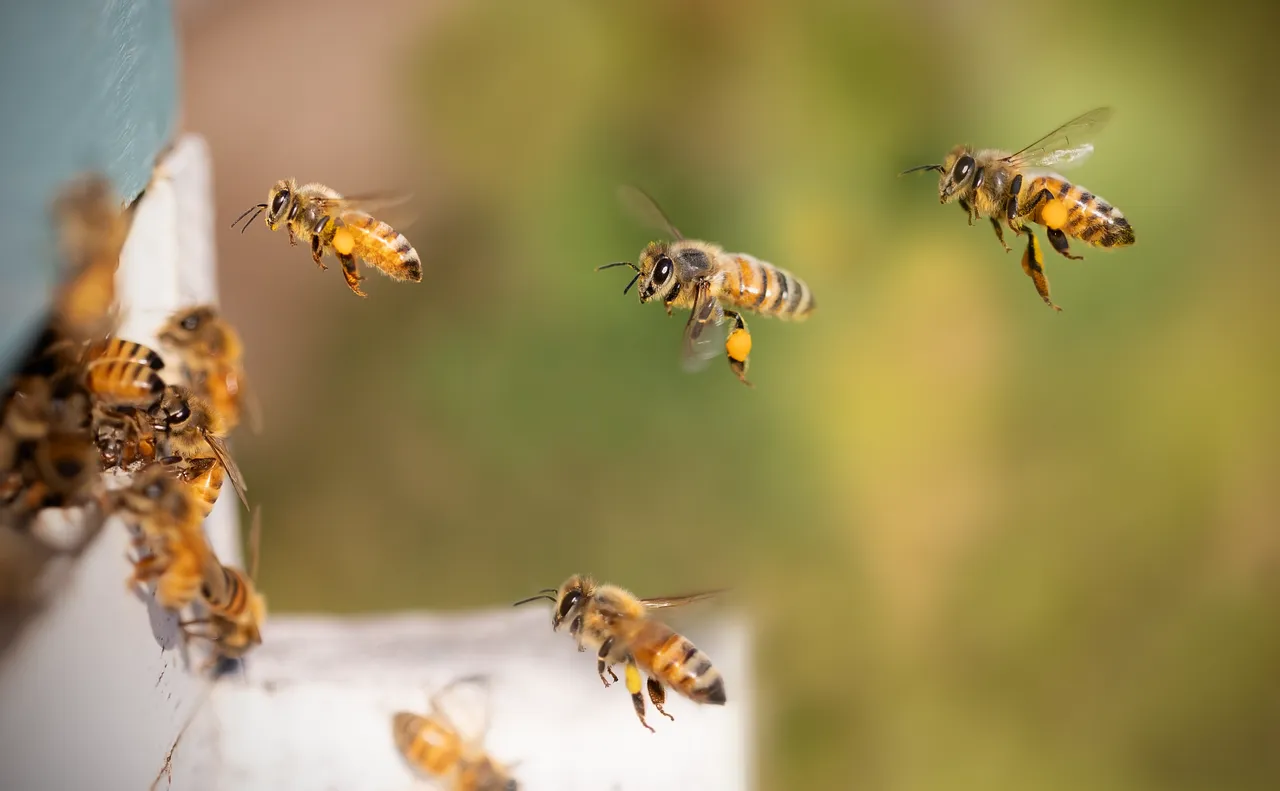 bees 8267791 1280