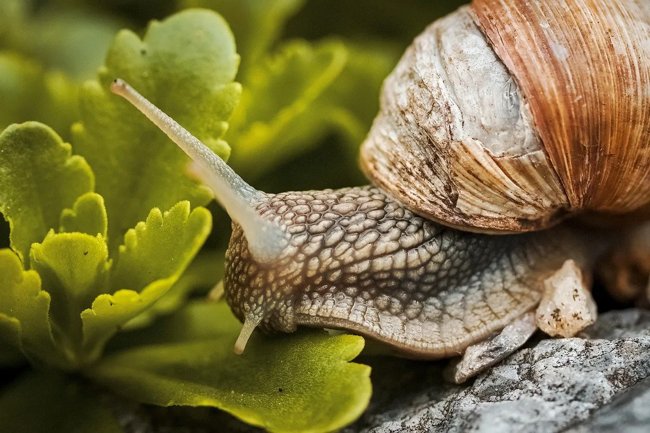 slak natuur tuinieren tuin tuintip