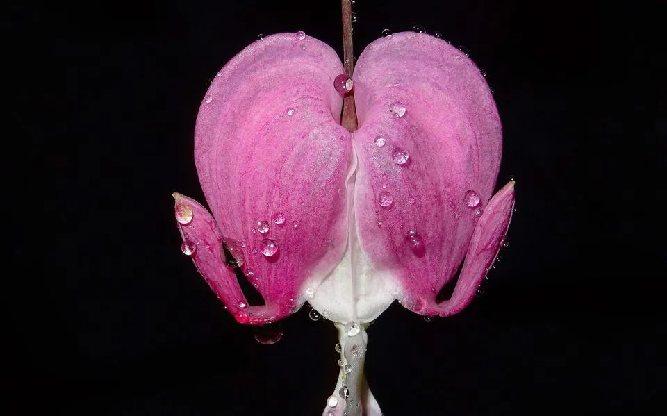 gebroken20hartje20beeld20gratis20beeldbank20pixabaycom203