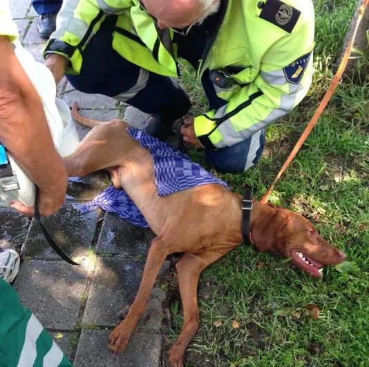 13124731 236260450069902 8972160947744974389 n