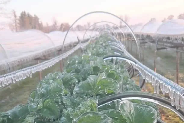 18034028 1426166767439994 8310896396053445797 n