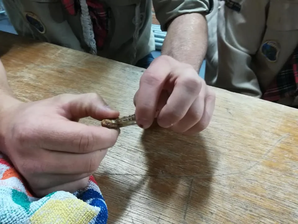 47284455 1969573823120118 3765561548261556224 n