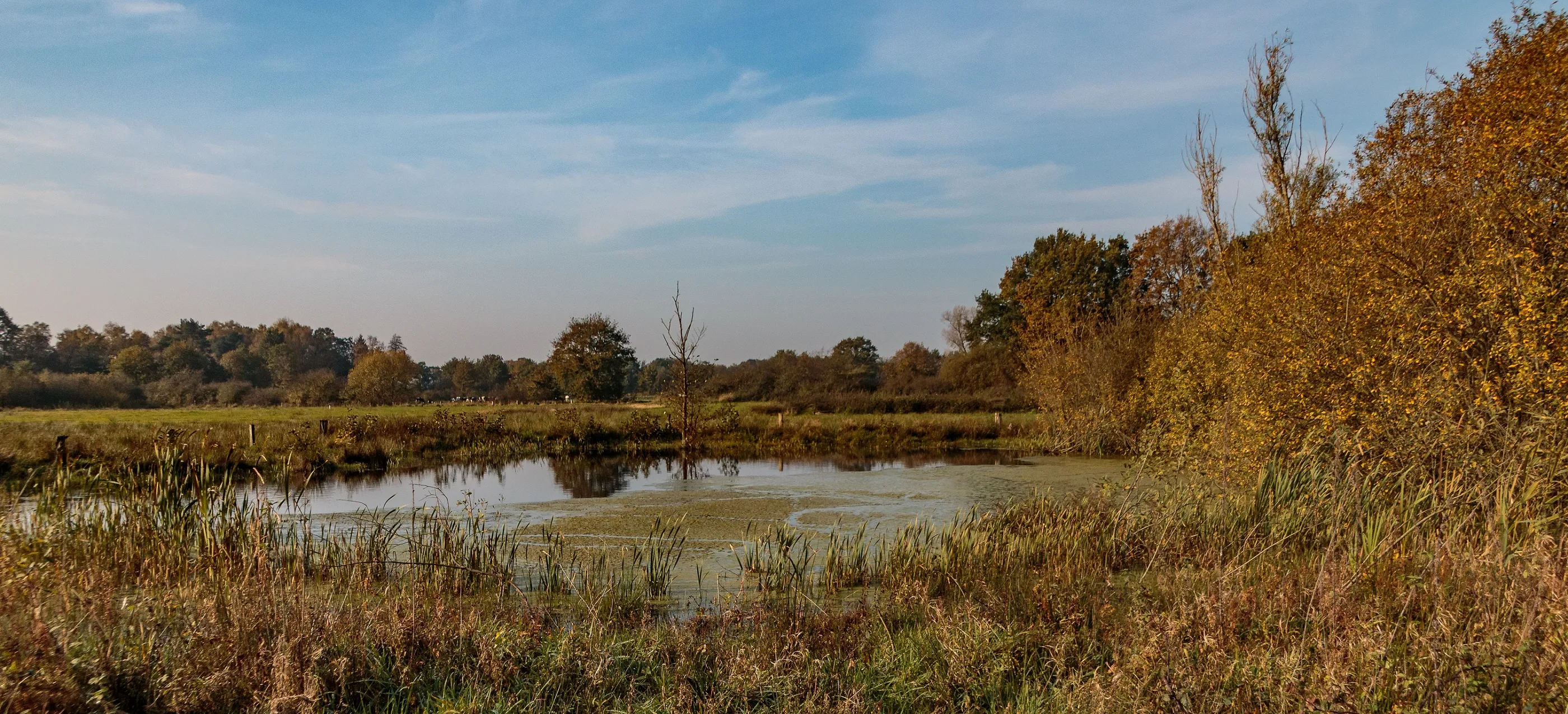aamsveen henny de joode 2