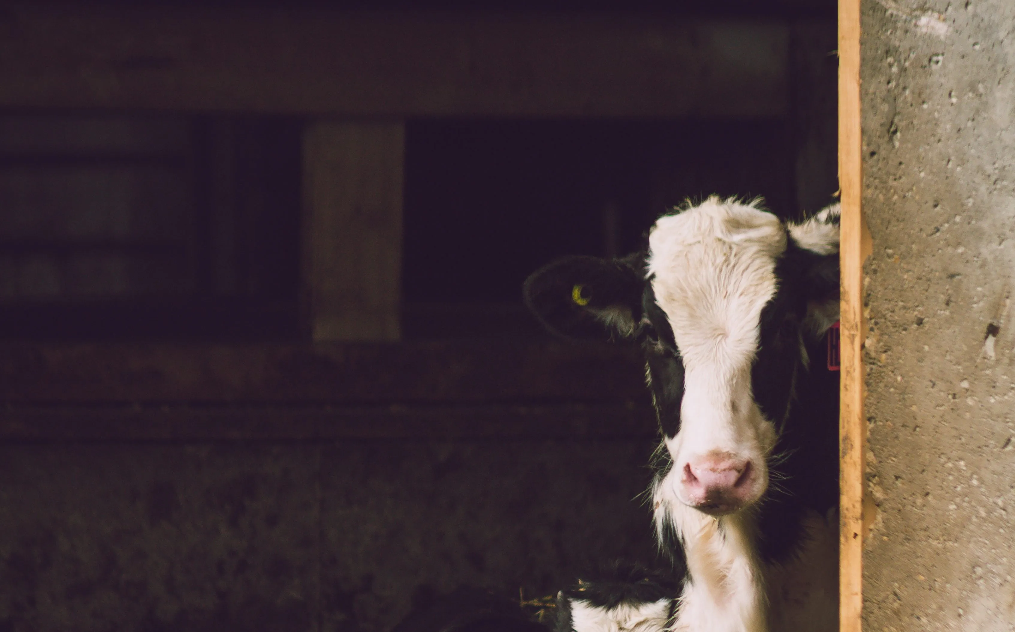 agriculture animal barn 436796 e1539680761162