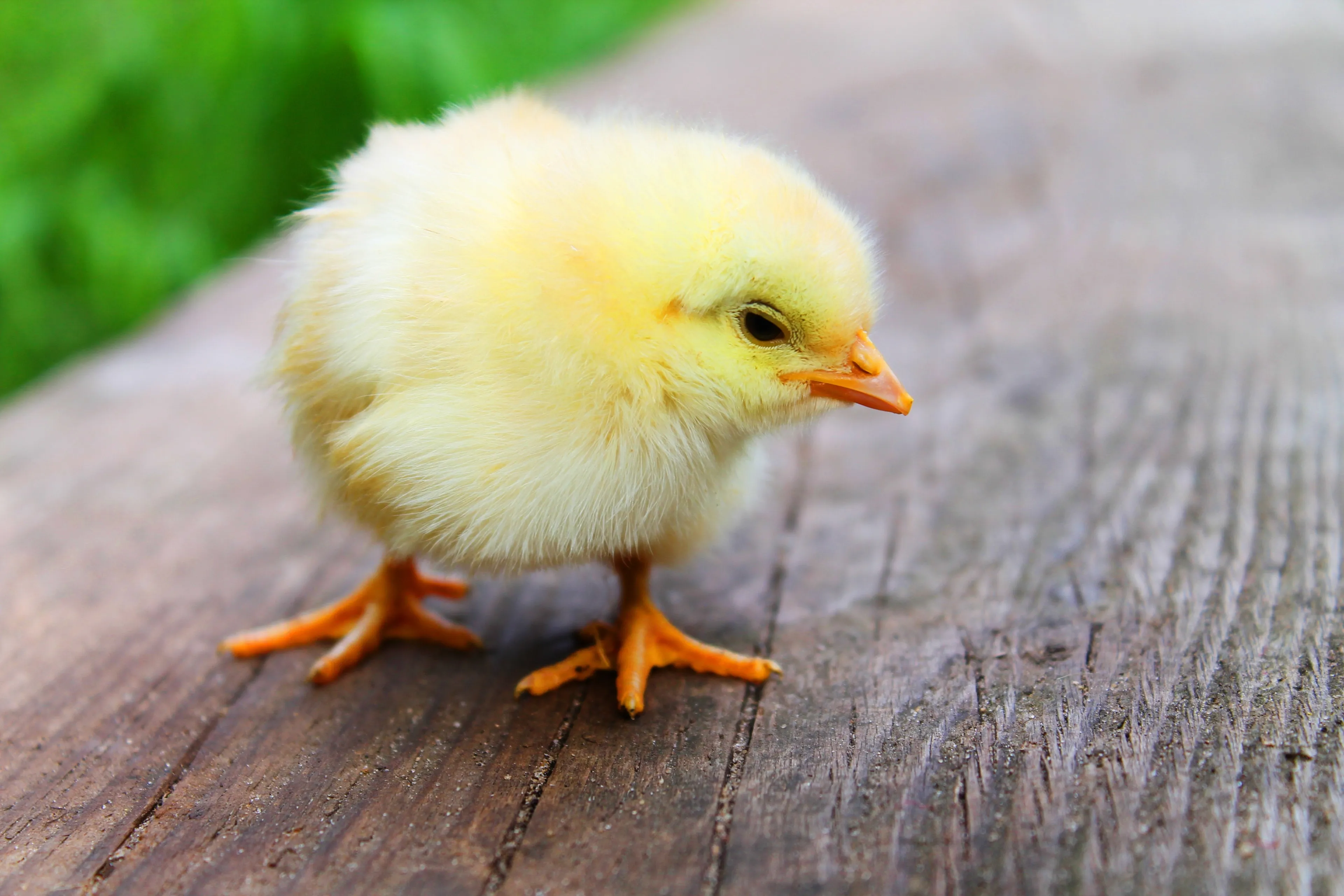 animal chick chicken 5145