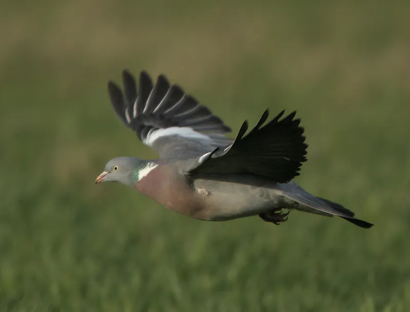 avec3t2tli256o3y34g1anbti houtduif