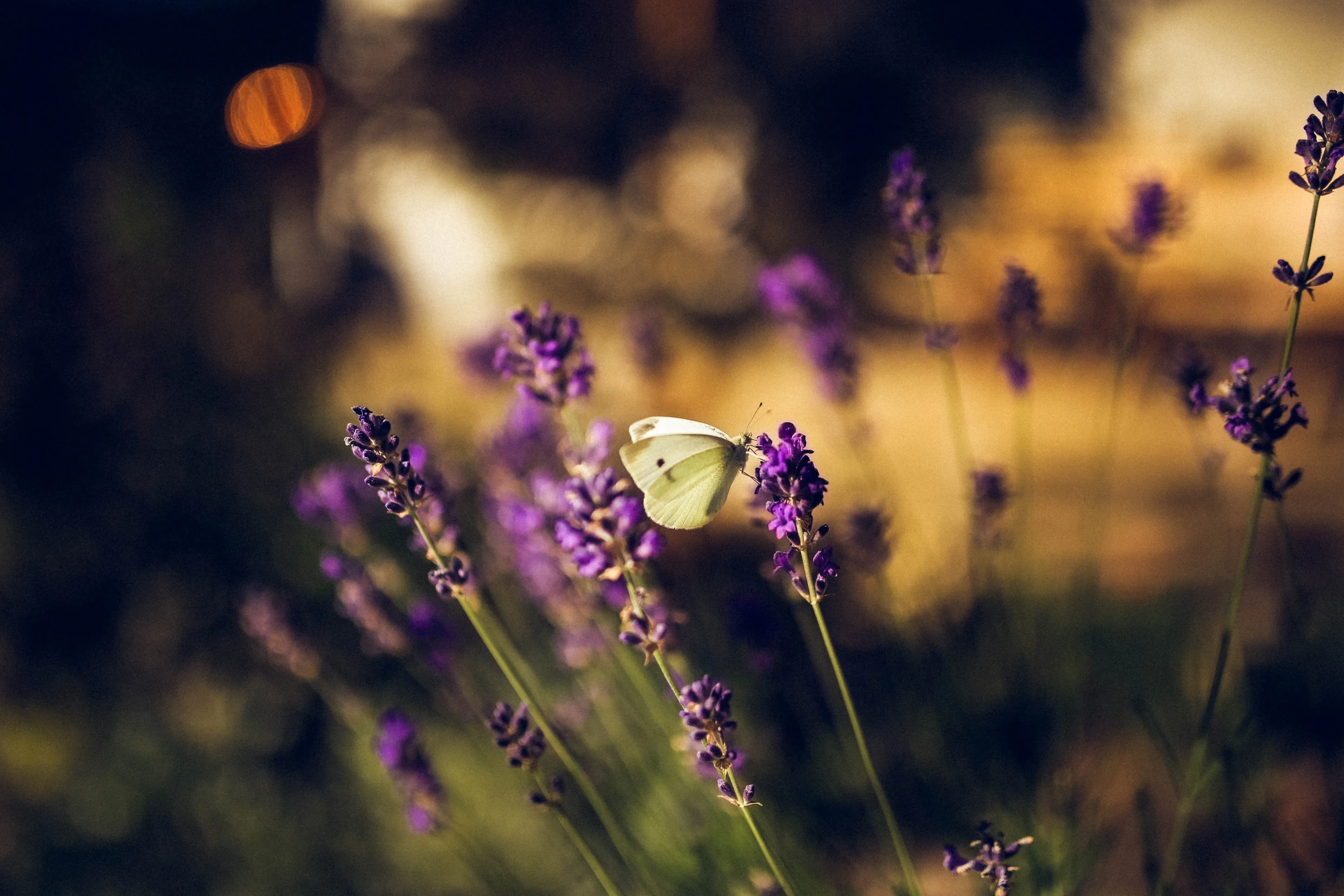 beautiful bloom blooming 518961
