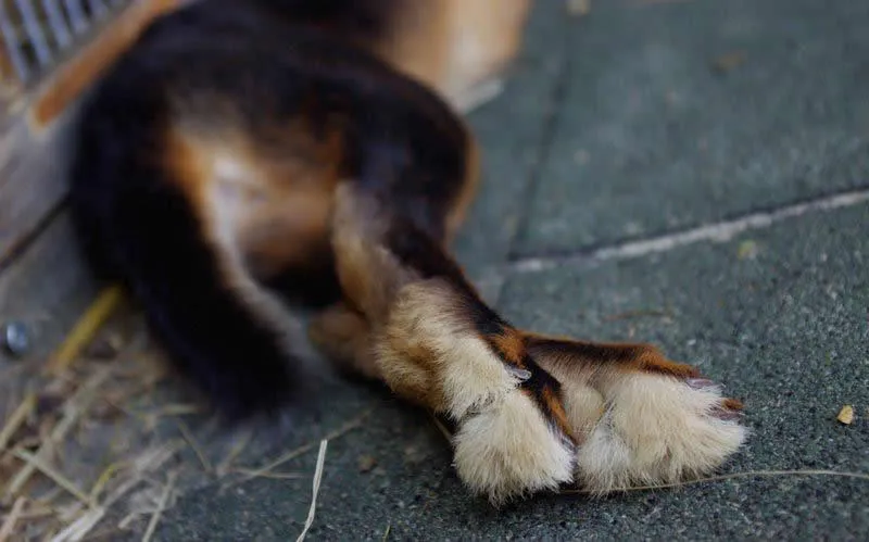 belgische haas artemik