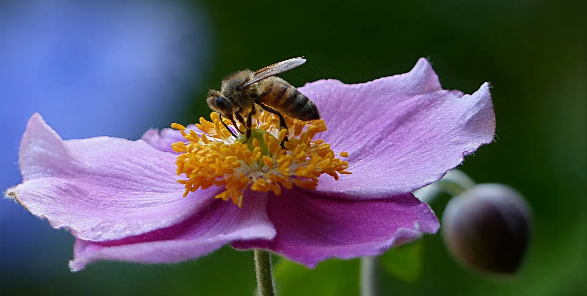 bij op bloem