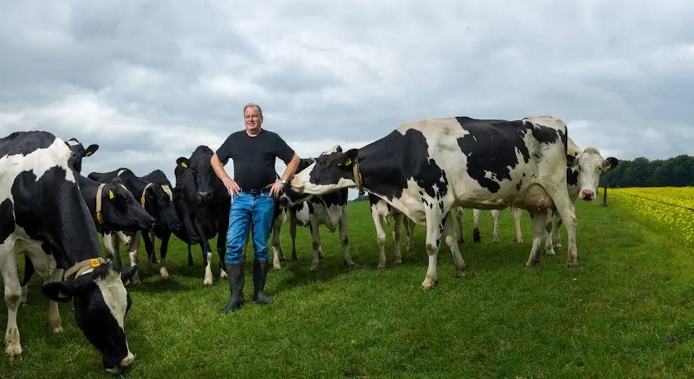 boer met koeien