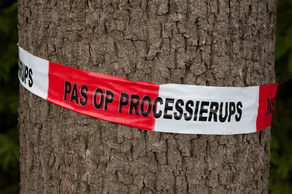 c3h6ciwl2ti1av7x1fdt2jgjg processierups peter van veen