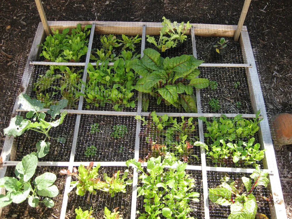 cne0evrx78tb84bkutmgnnc67 groenten