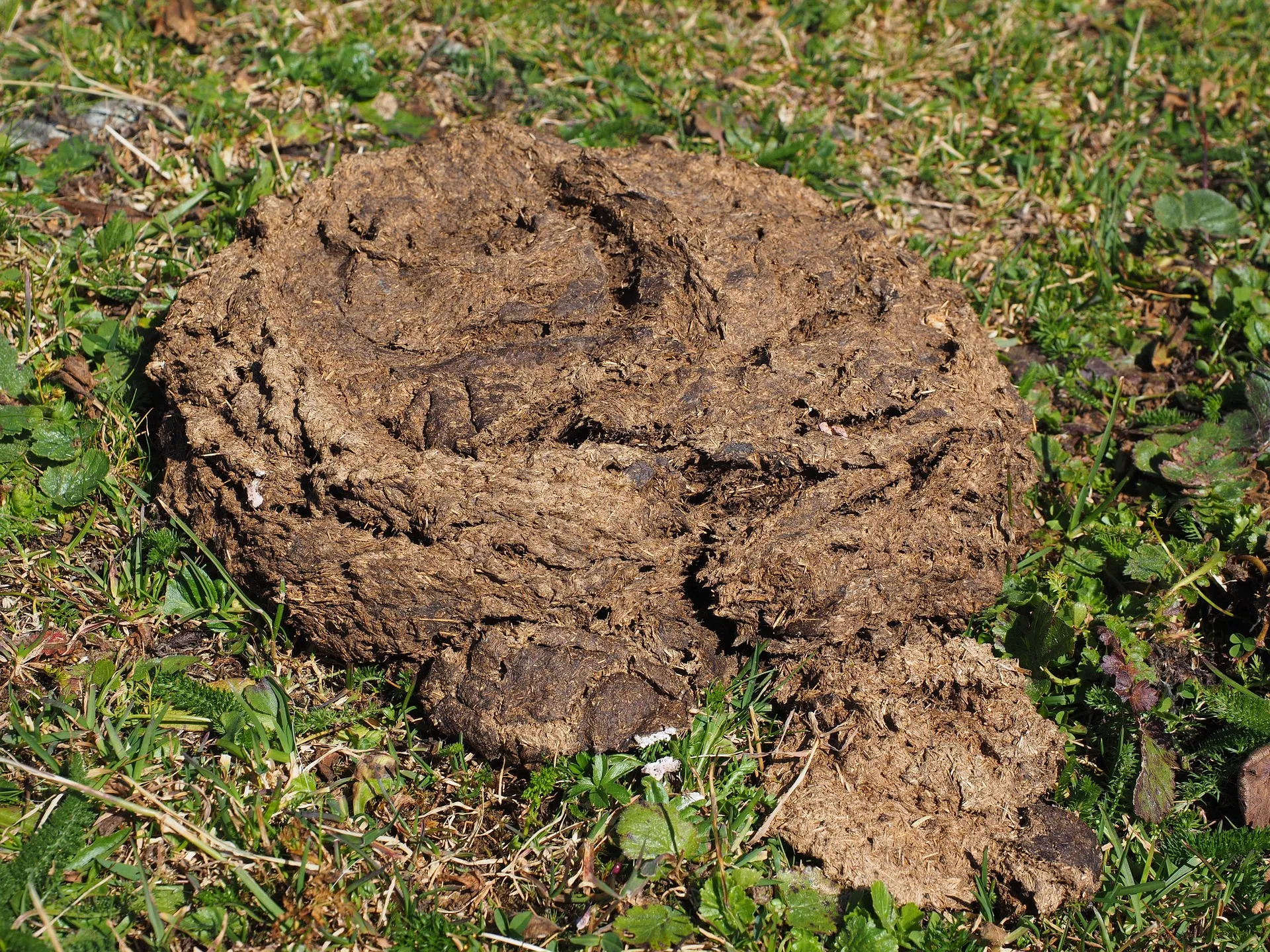 cow dung 2799656 1920
