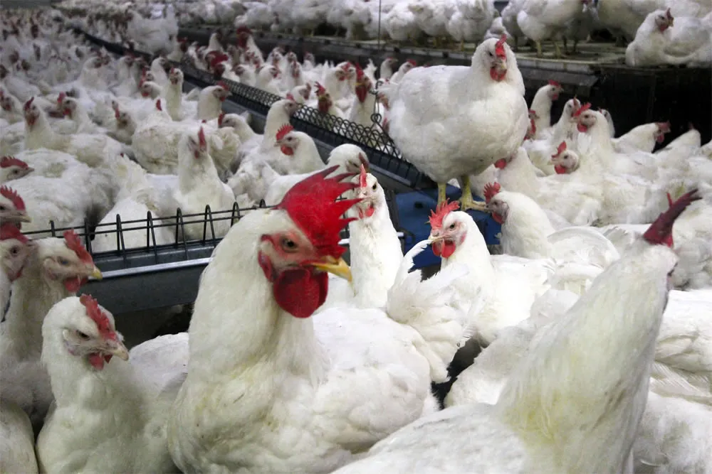 d1pdw4mmg4ue14b0fh9j6ibg4 kippenstal