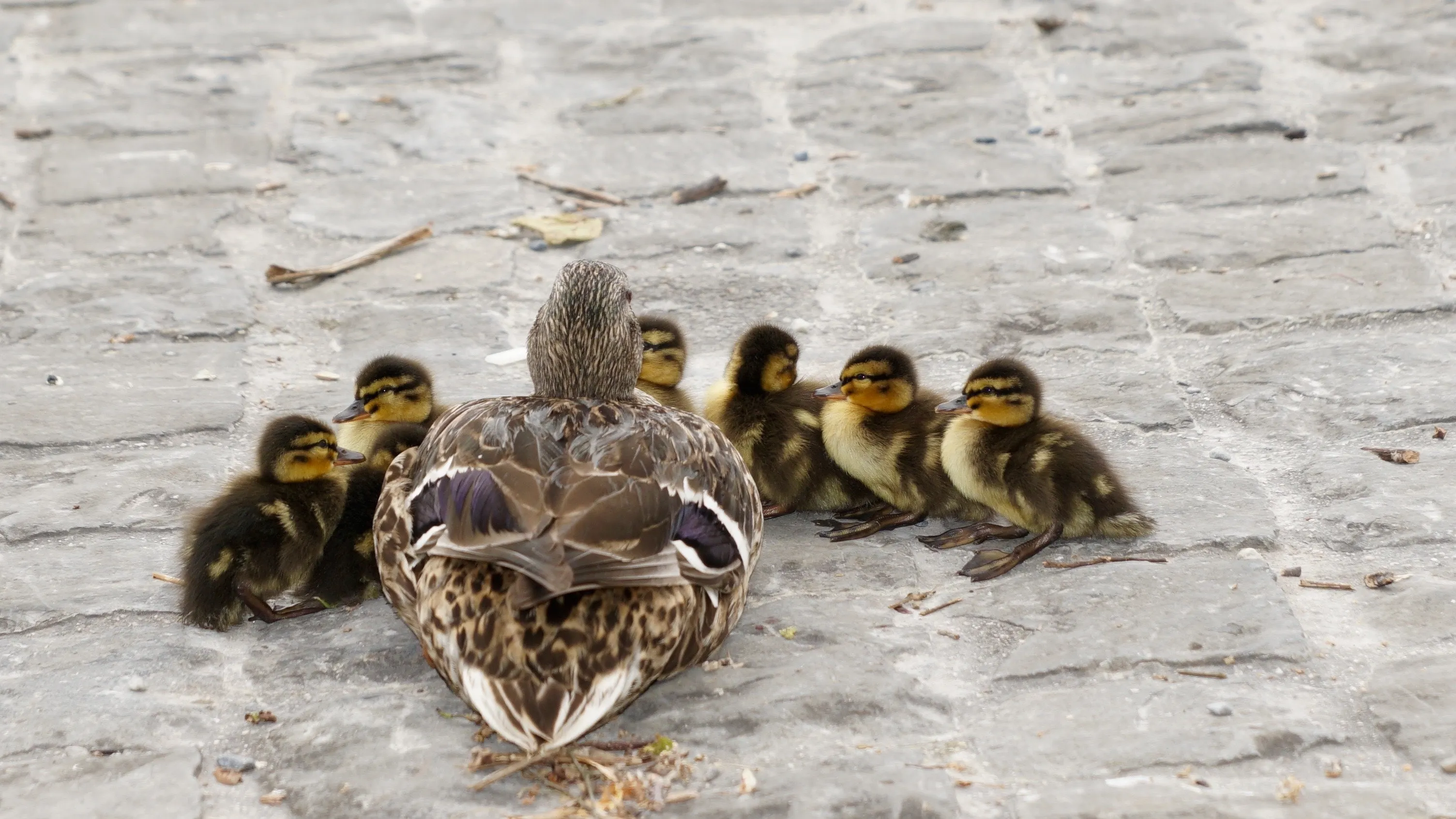 duck and 6 ducklings on concrete road during daytime 159864