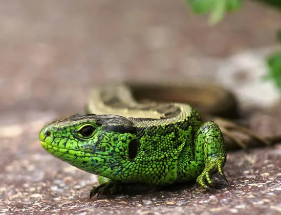 e8t6h65b61c7r9vltenu7bt2o 176160