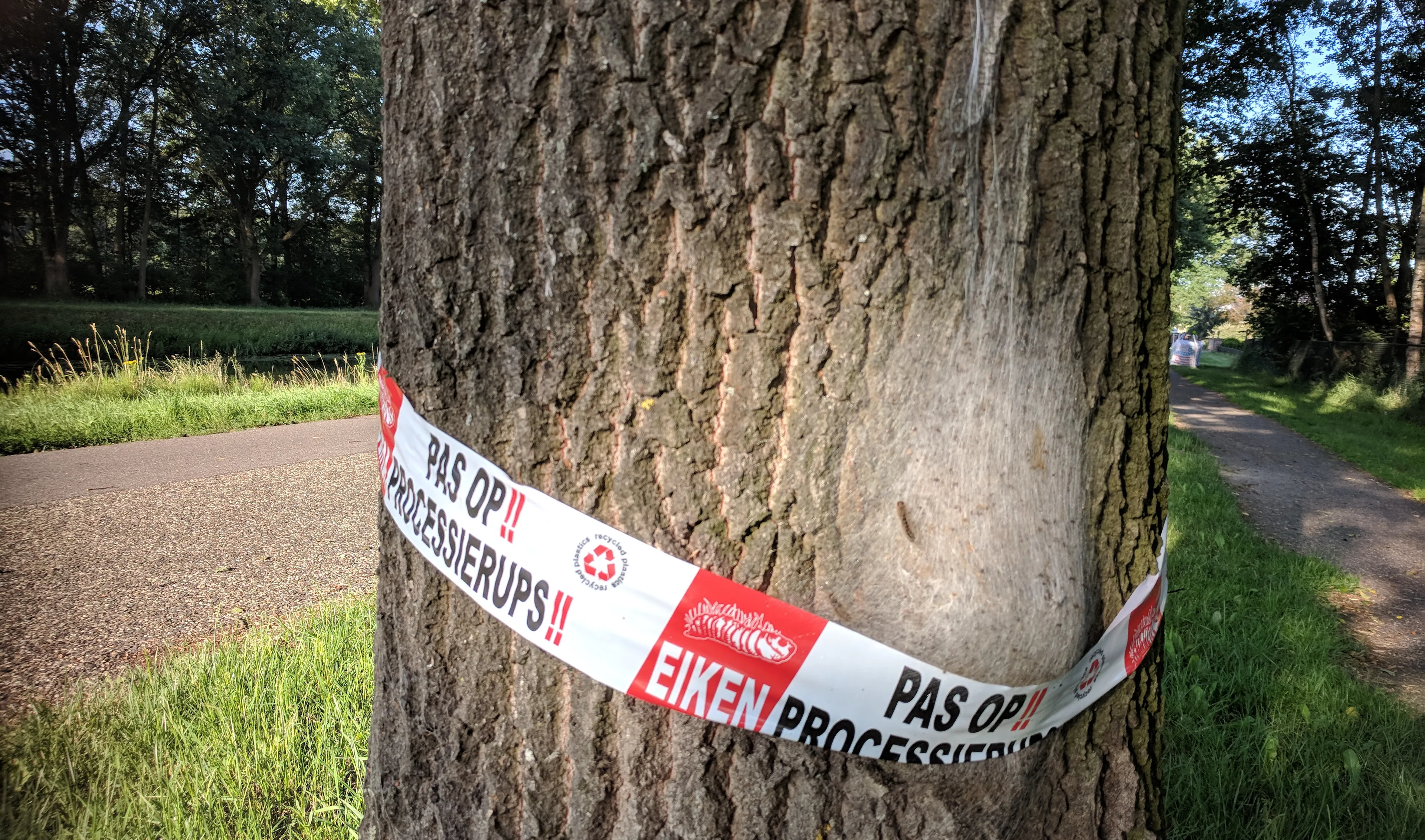 eikenprocessierups