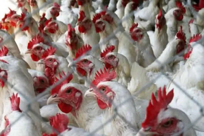 f721t32uuhizl146voc1an8hw kippen