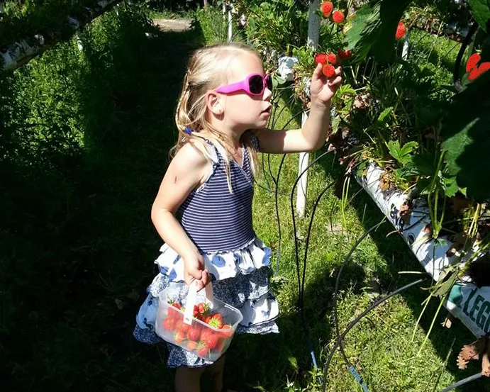 g7sid4l6u0ngnfk6fqz8ig79w aardbeien plukken