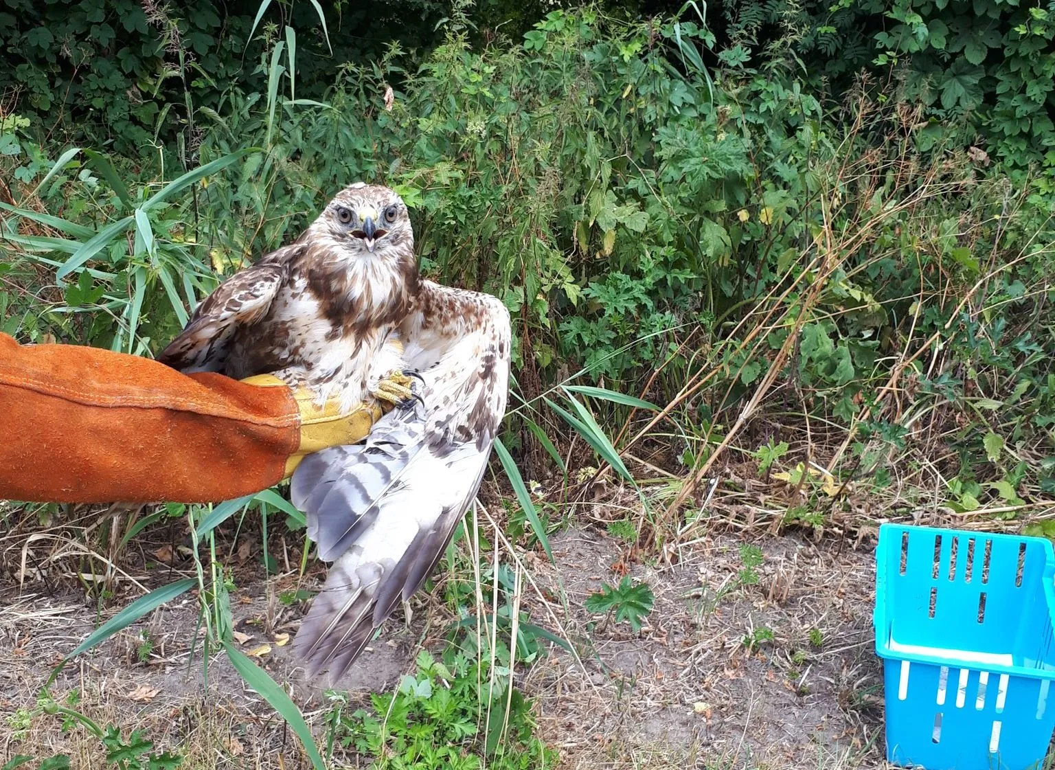 havik e1531315550199