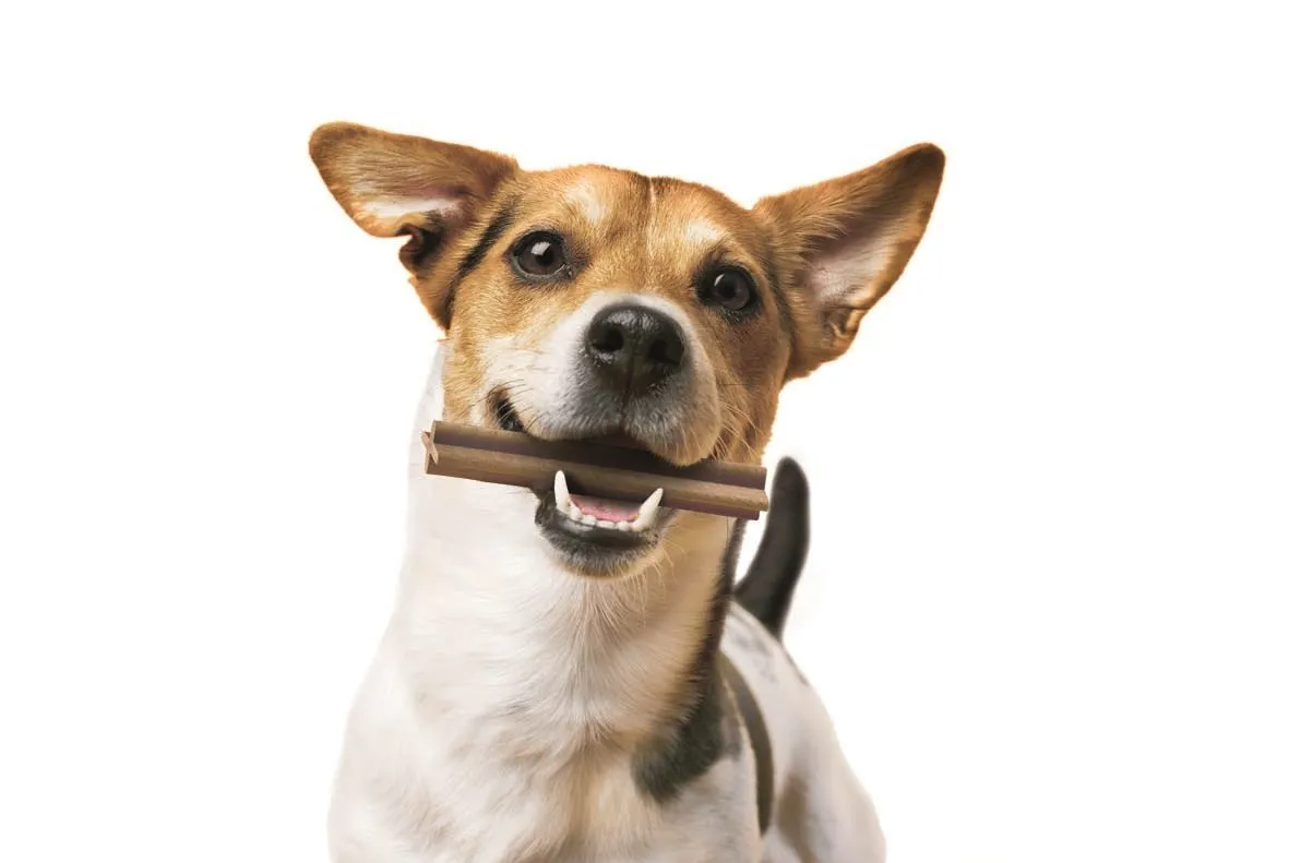 hond lr1 e1549012620412