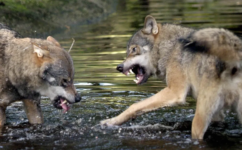 ix6ak7i5rgdf577tkffmlakdn wolven rob dolaard