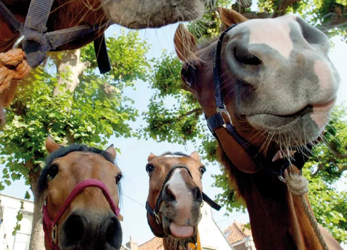 jbnqv7l7dogw4cnt50d74qf74 paarden