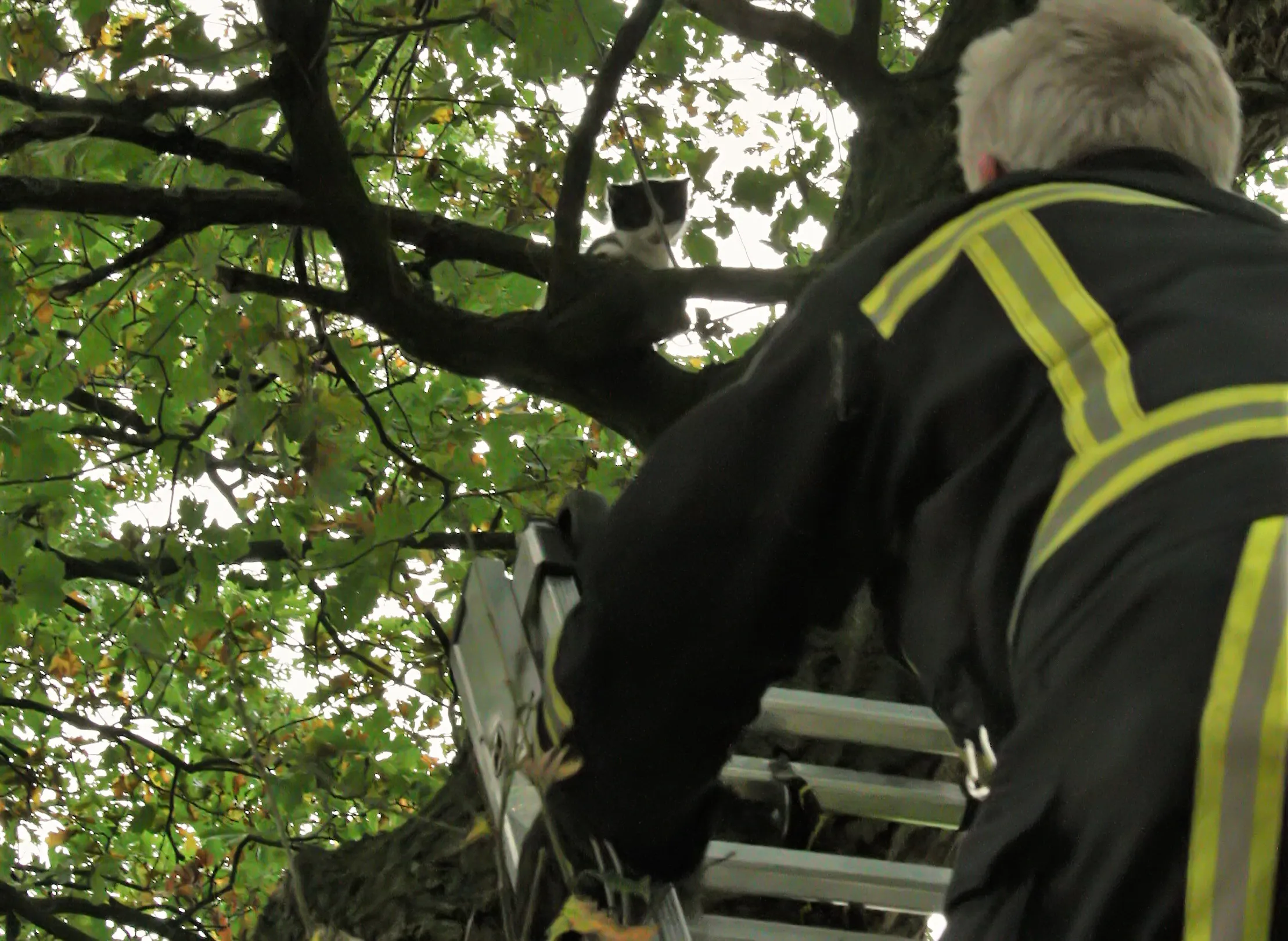 kat uit de boom foto clemens brughuis 2