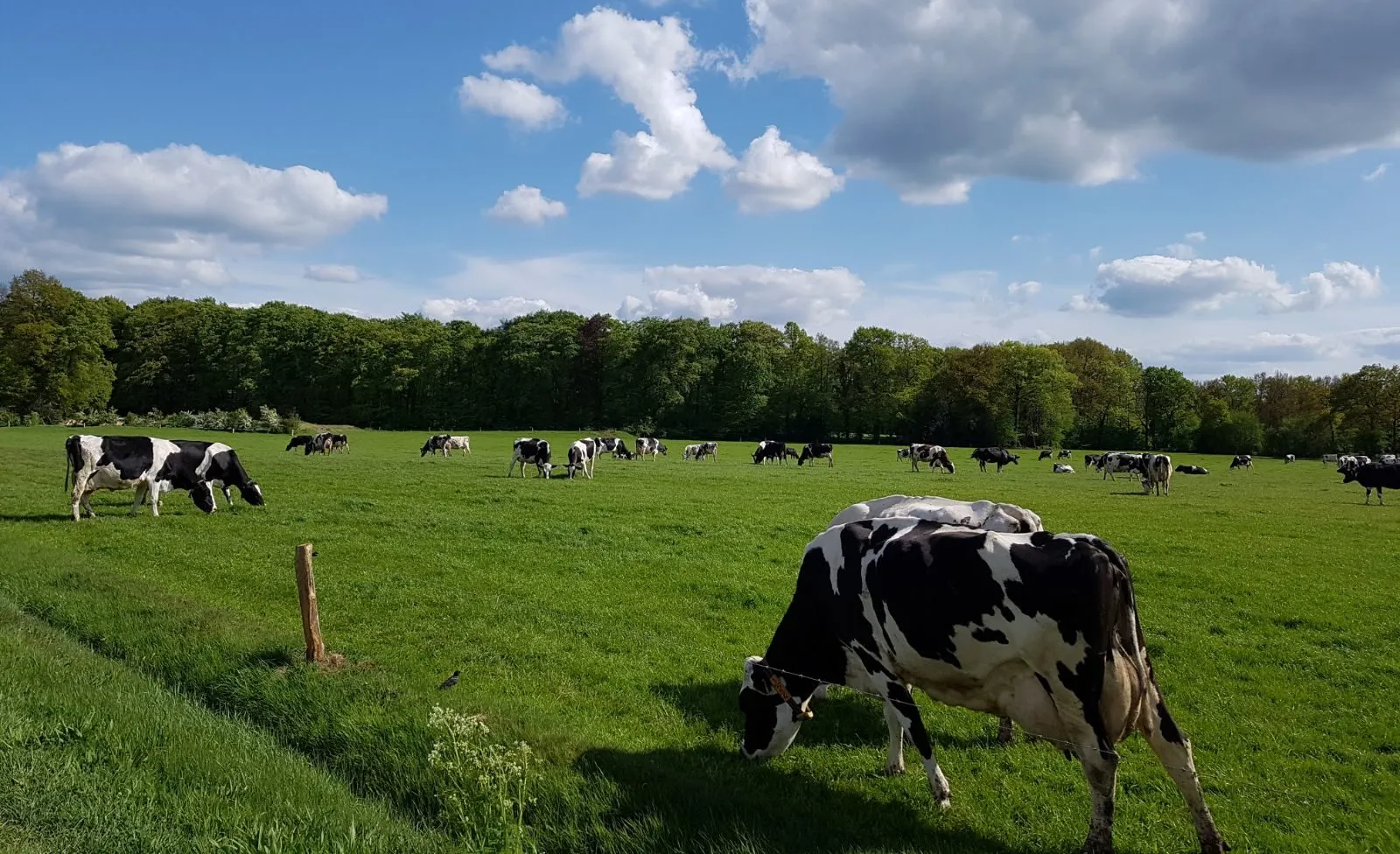 koeien scholtenlinde e1526313068270