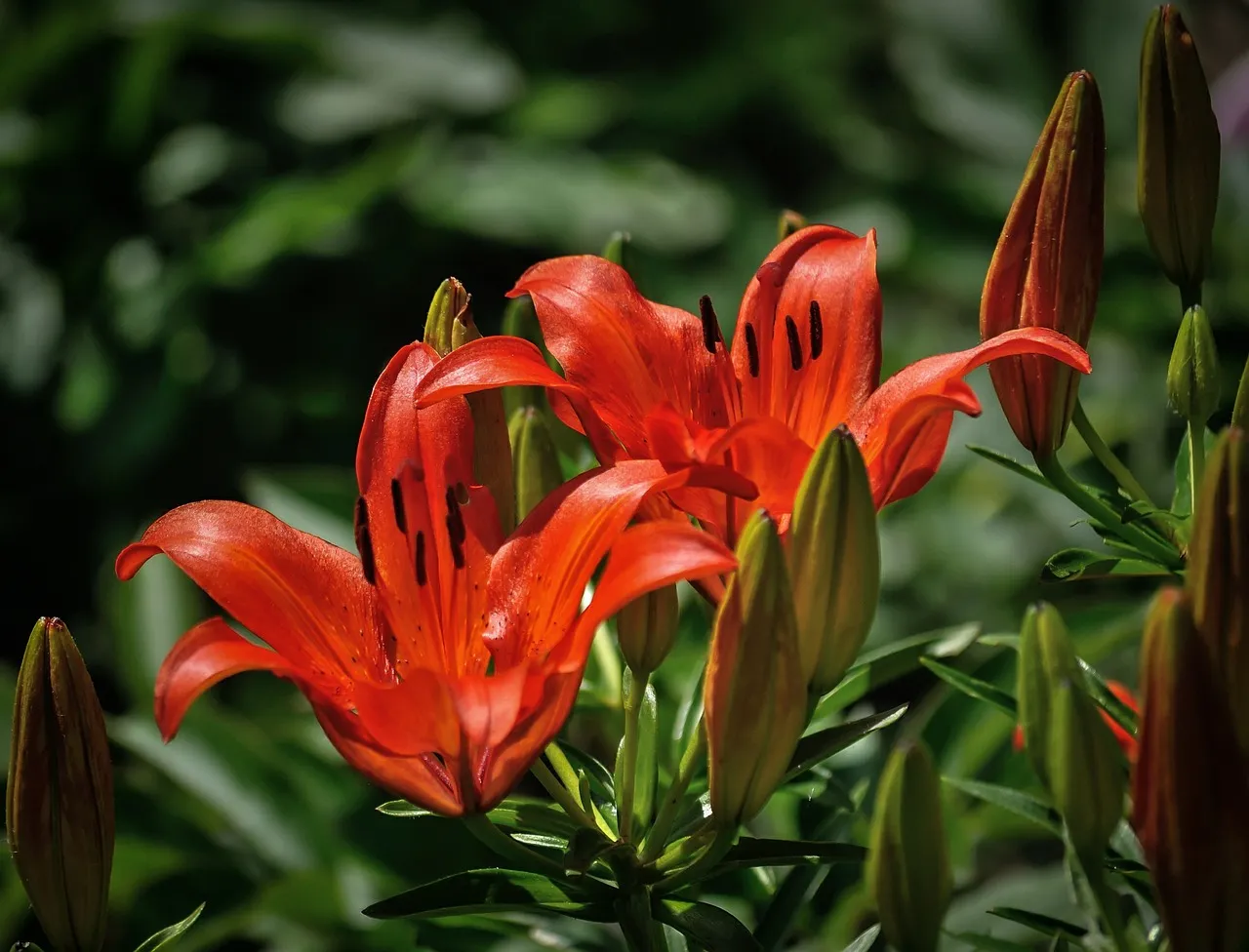 lilies 411772 1280