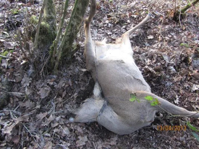 mydg9wd8b881oi41690pryps9 226286