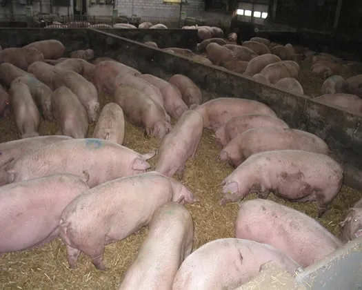 ra83u4aqpkskclw8uealiegng 174093