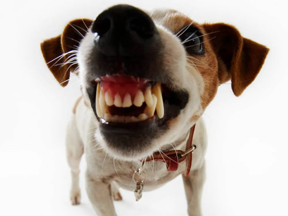 syi63lebfte64fm5xzxaacnyd hond bijt