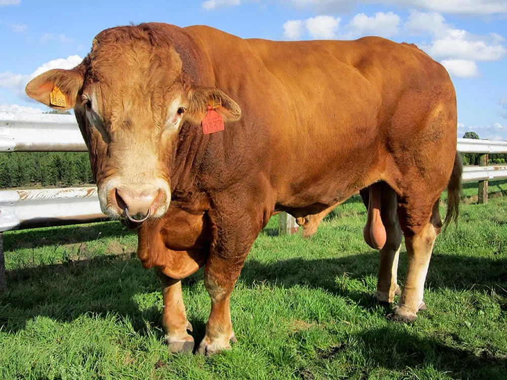 v0t5ukm8fjs5dv6va4uw4og9w stier