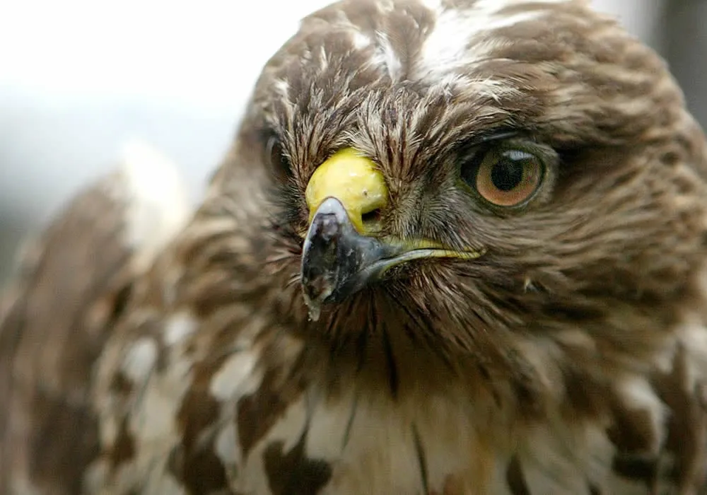 vi6gezmnpwckewkjzpwzlfhs3 buizerd jurgen mols