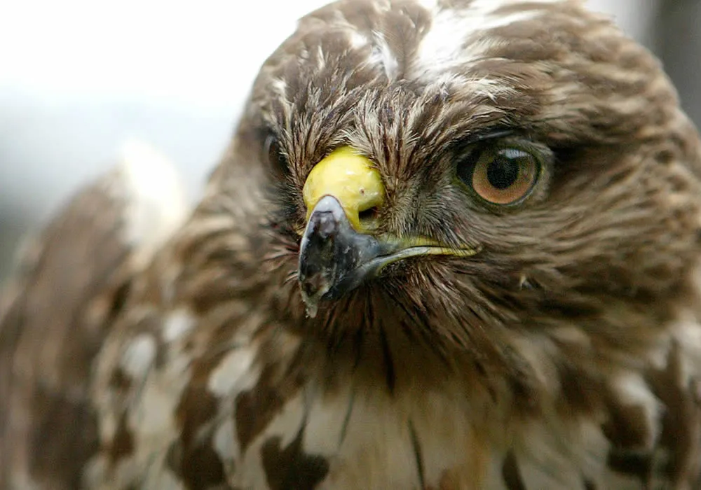 vi6gezmnpwckewkjzpwzlfhs3 buizerd jurgen mols