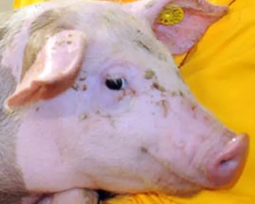 xywp13ff5a33a2ruvtqi9ozfu 228387