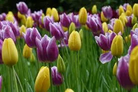 y6ftaoreoh2141j7qh74bvfyk 77402