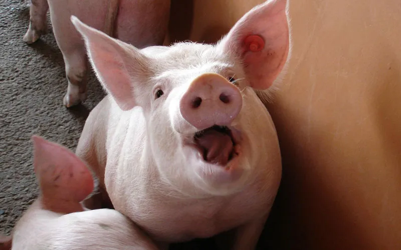 yuydsusgzgb8suci03nzmrqbr varken