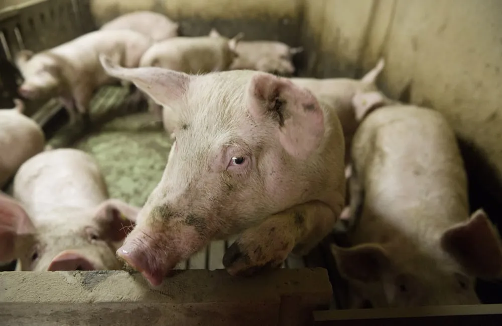 zm5sgah9kno4go9weqnli06zg varkens john peters