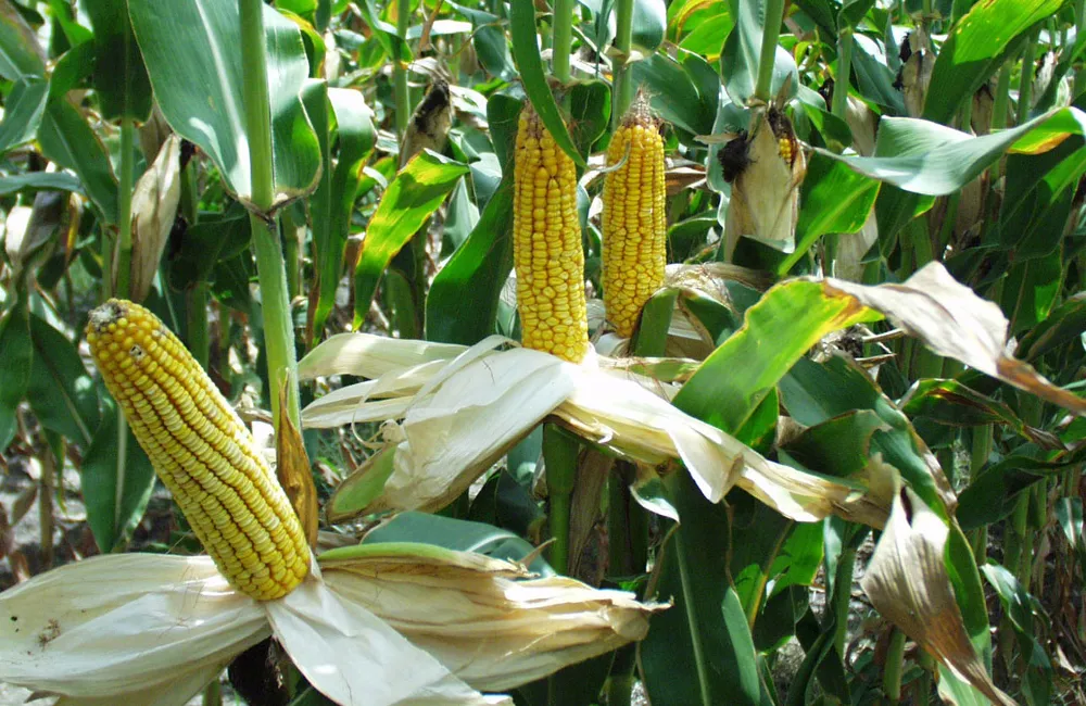 zrd46s71tdy5b1pm60f47nero mais