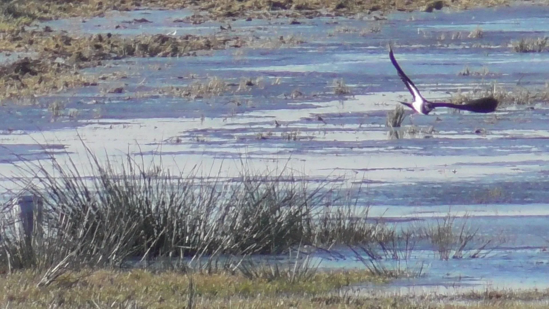 2025 02 18 kieviten terug op huyerenseveld geesteren4