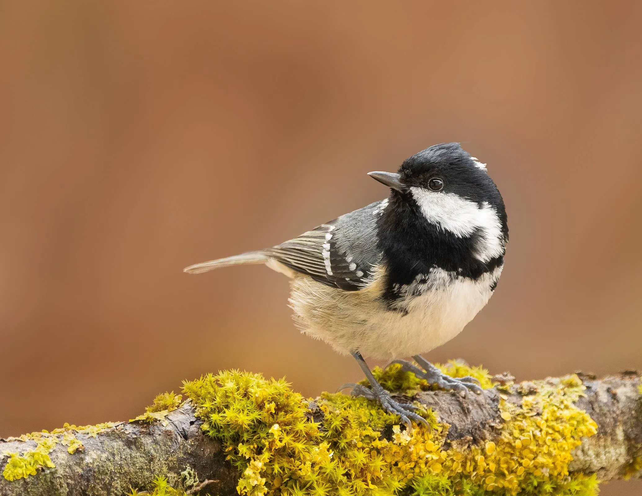 Zwarte Mees - Annie Keizer